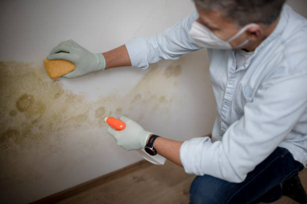 Best Toxic Mold Removal  in Earlimart, CA
