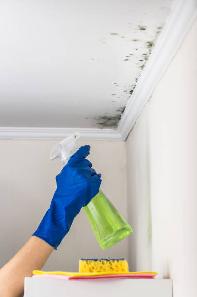 Earlimart, CA Mold Removal Company